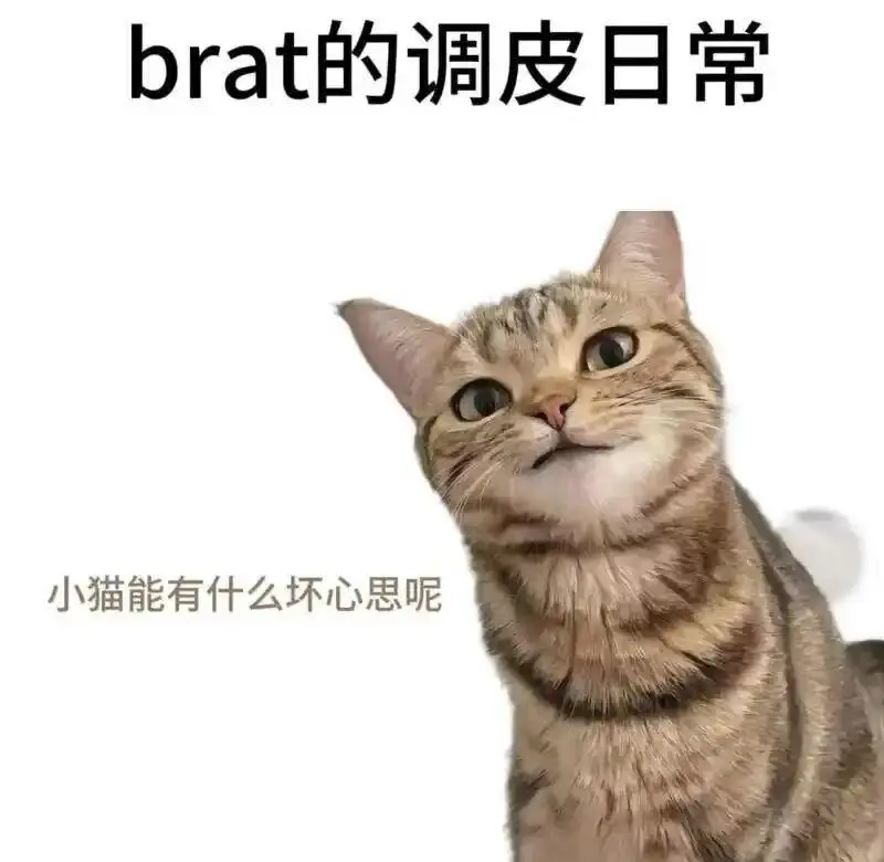 西檬之家-k8是什么？字母圈的猫奴角色全解析